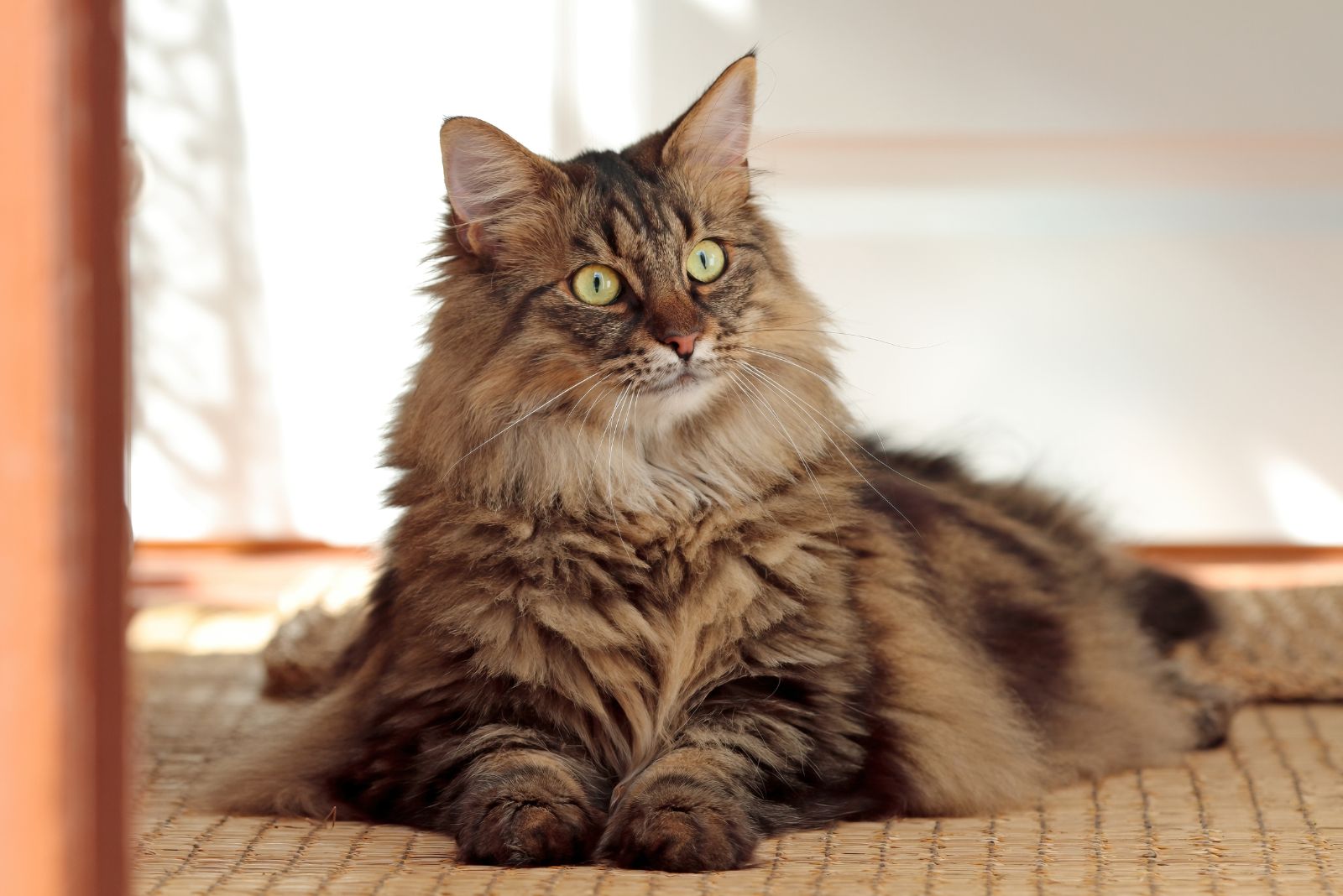 norwegian forest cat