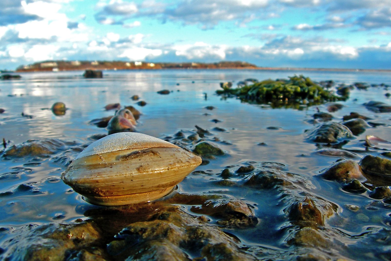 ocean quahog