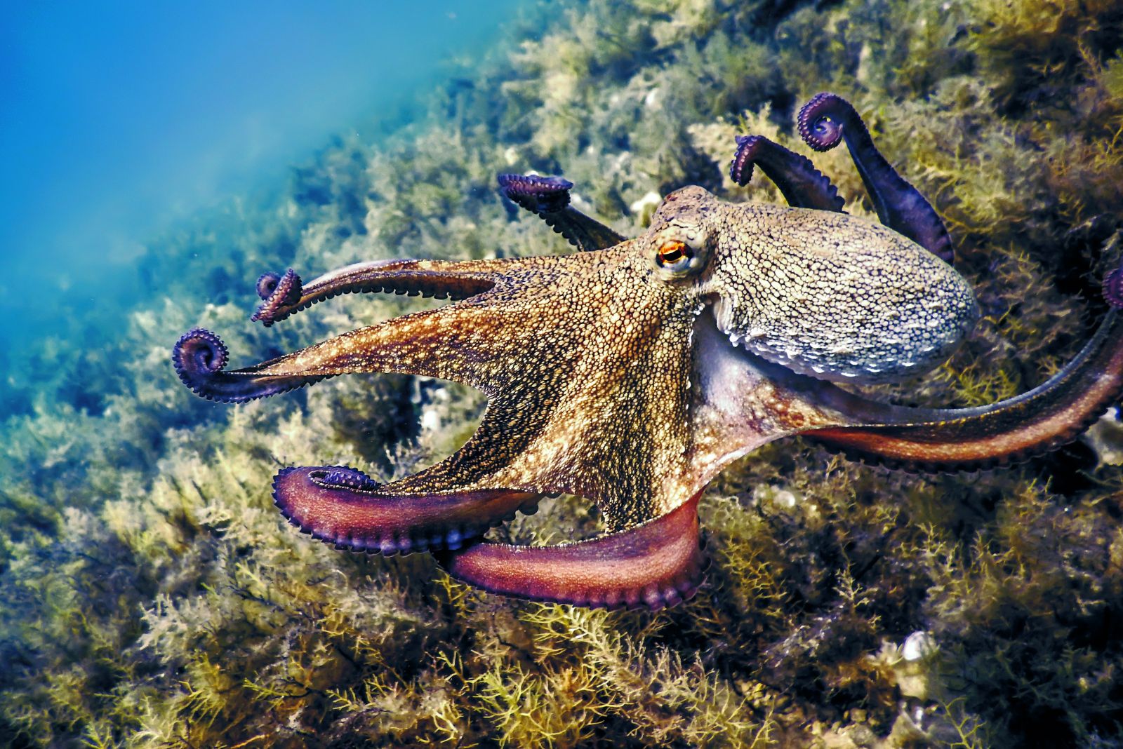 octopus