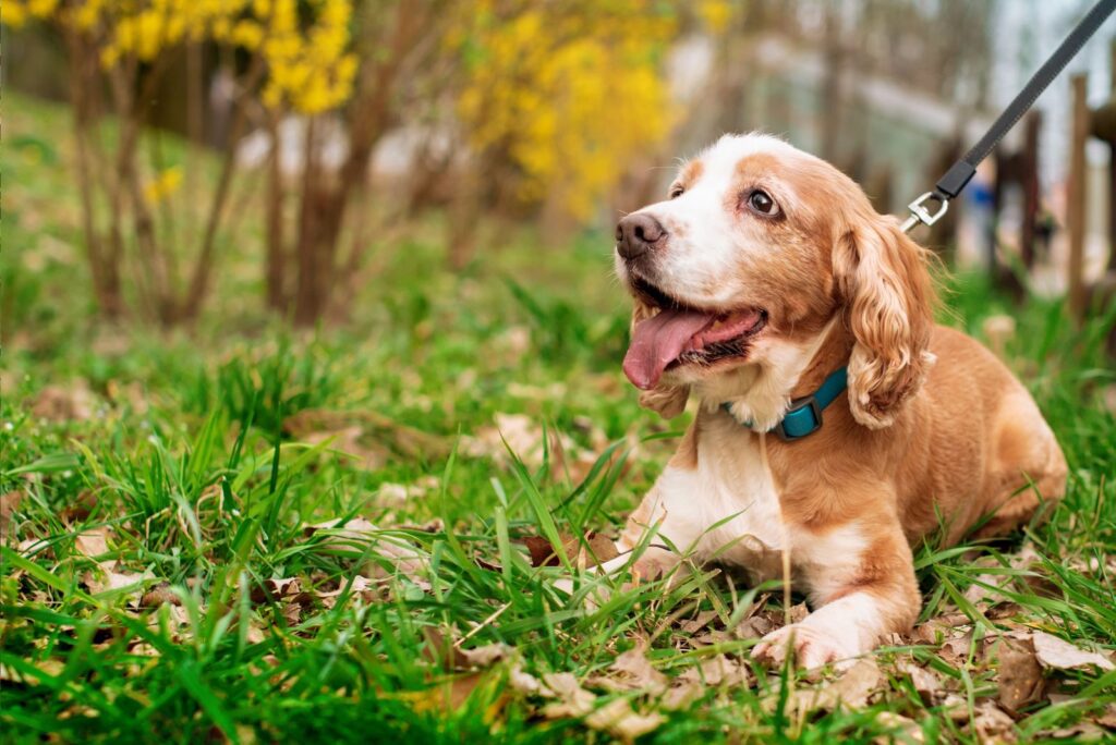 old dog of the English cocker spaniel breed lies in the green grass