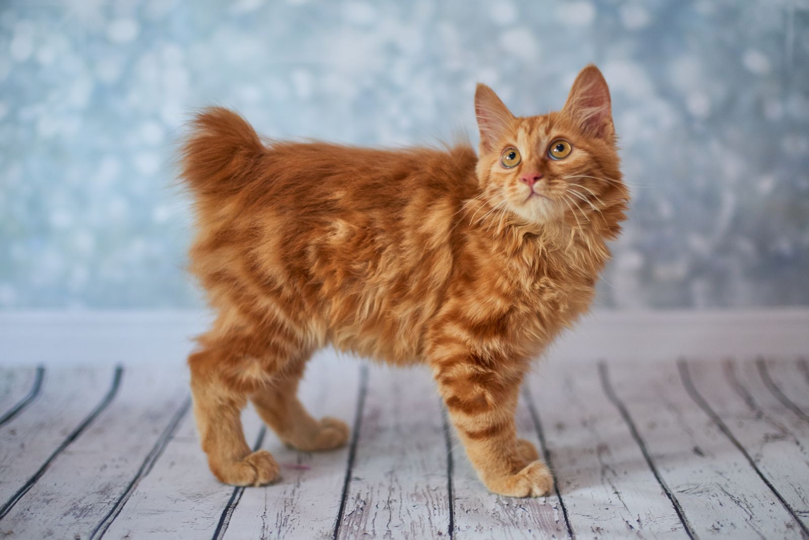 orange bobtail cat