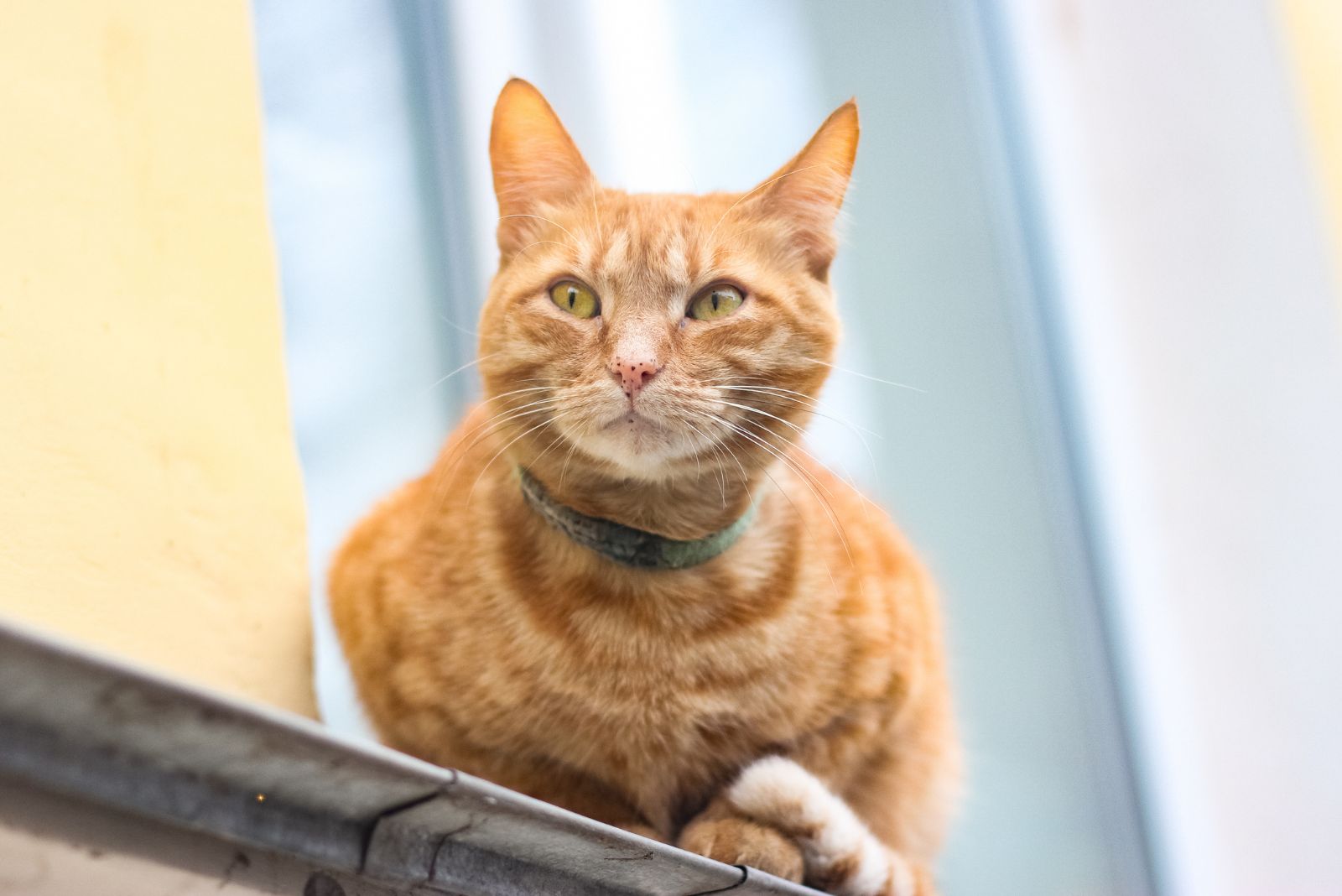 orange cat freckles