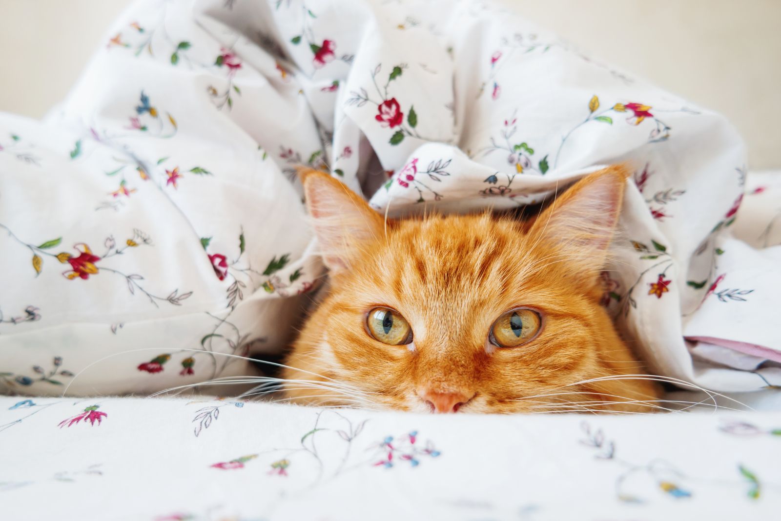 orange cat peeks under covers