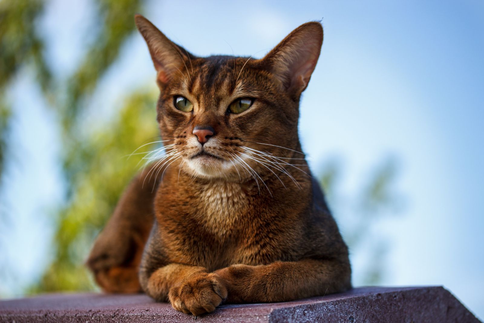 orange cat portrait