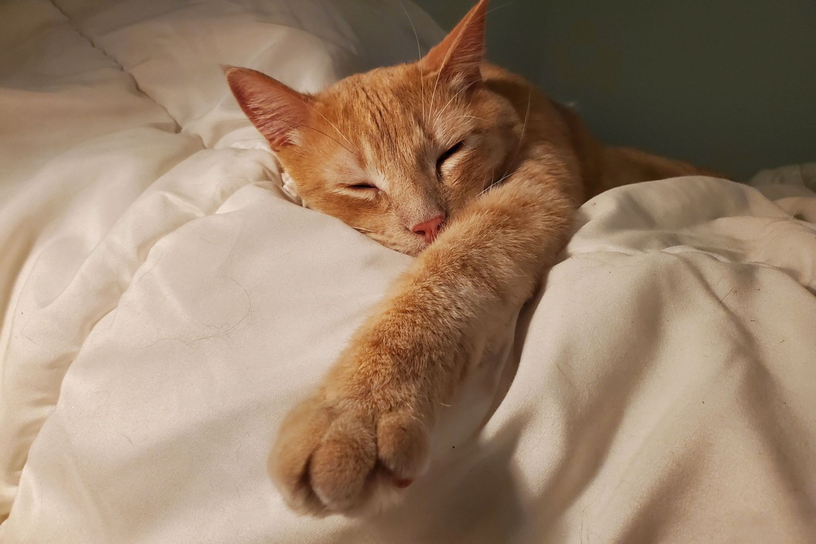 orange cat sleeping