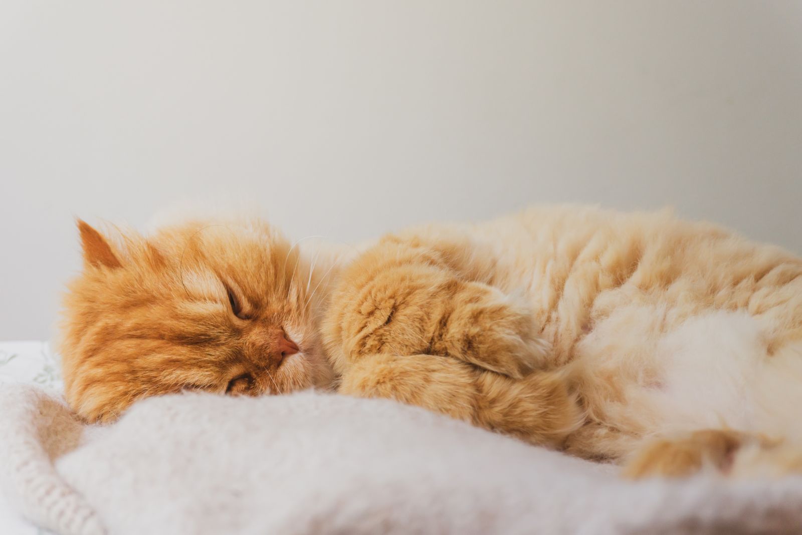 orange cat sleeping