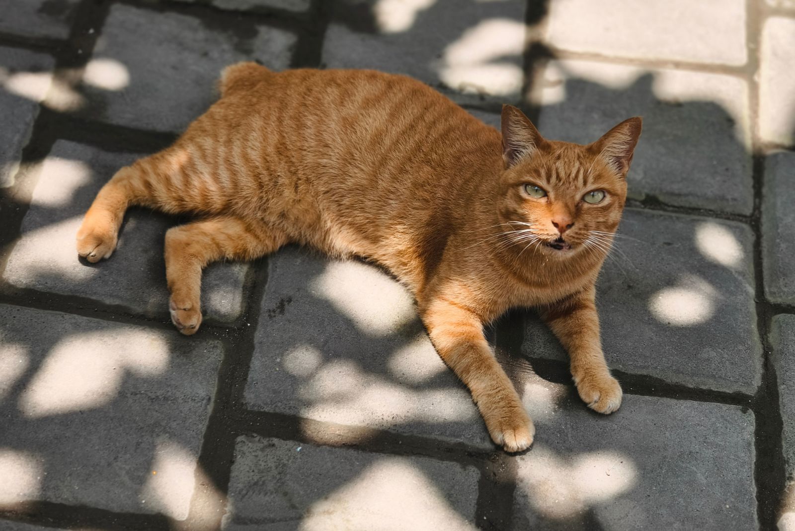 orange manx