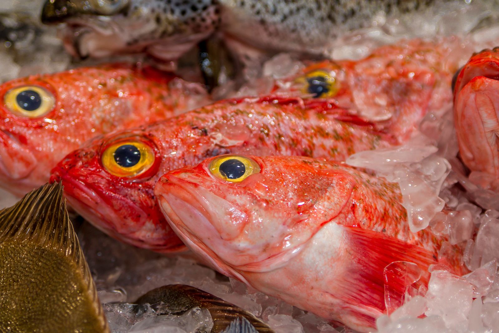 orange roughy