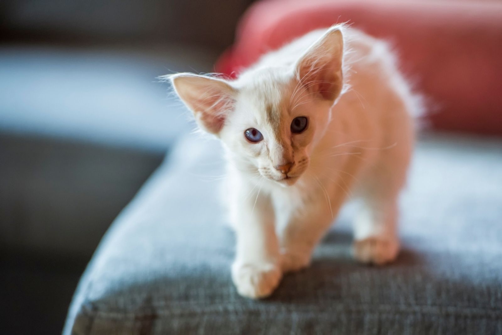 oriental longhair cat