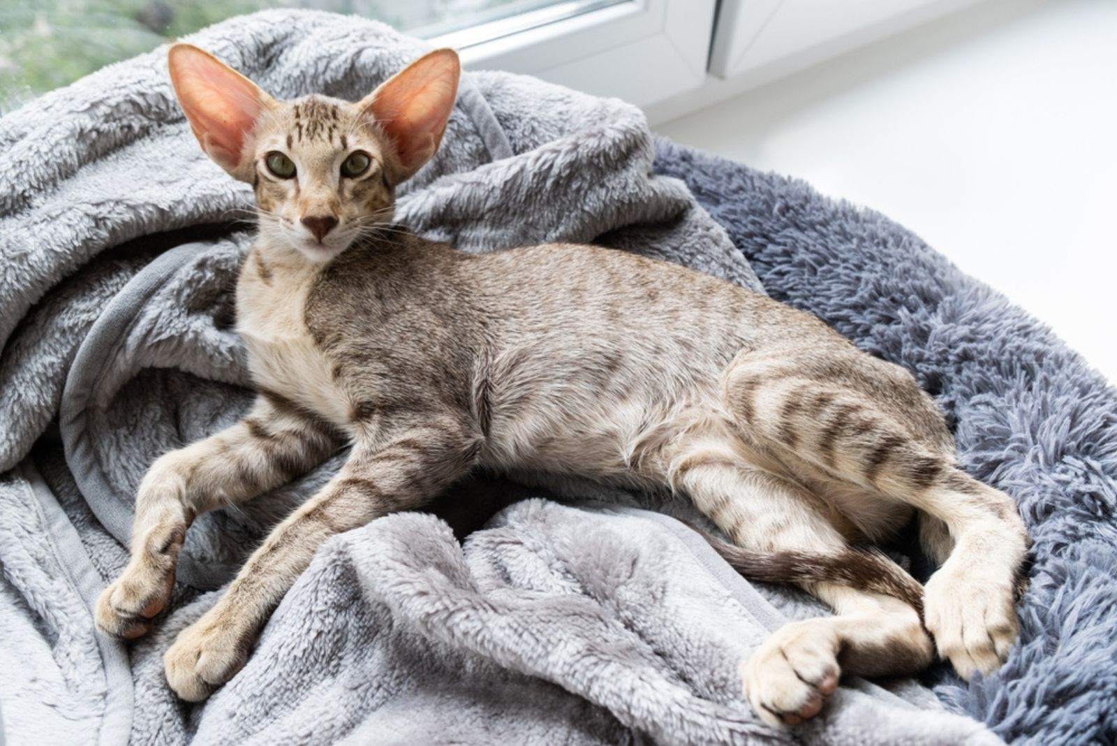 oriental shorthair kitten