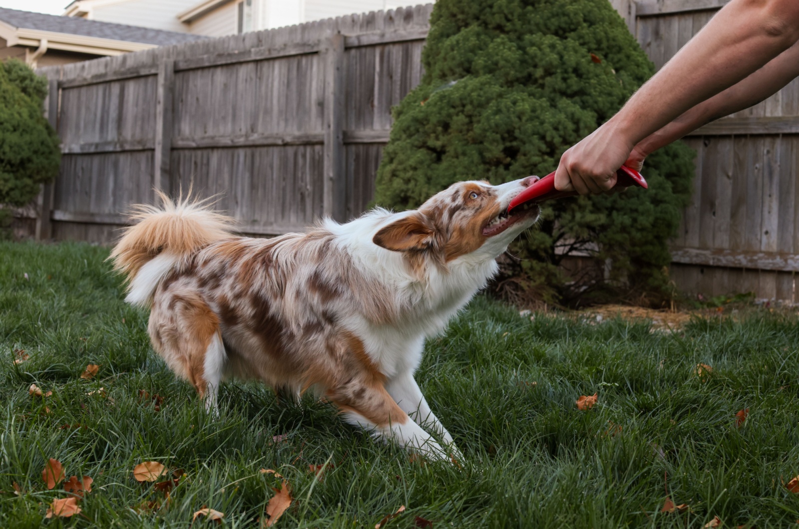 owner and dog playing tug o war