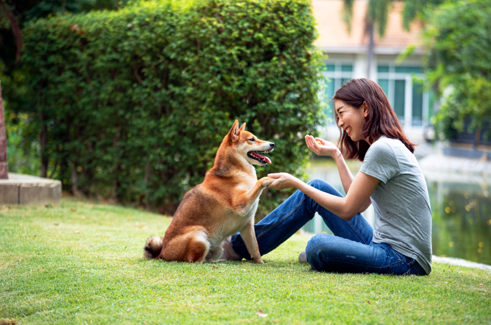 owner teaching a dog