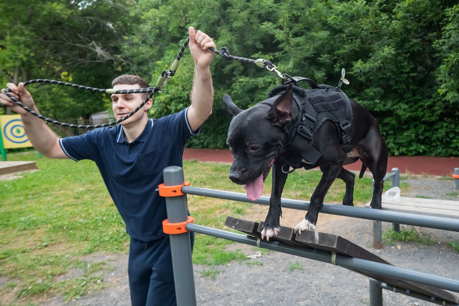 owner training dog obstacle course