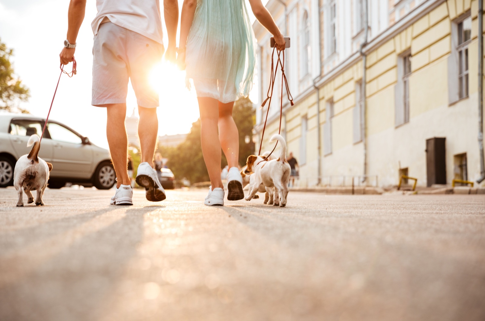 owners and dogs walking