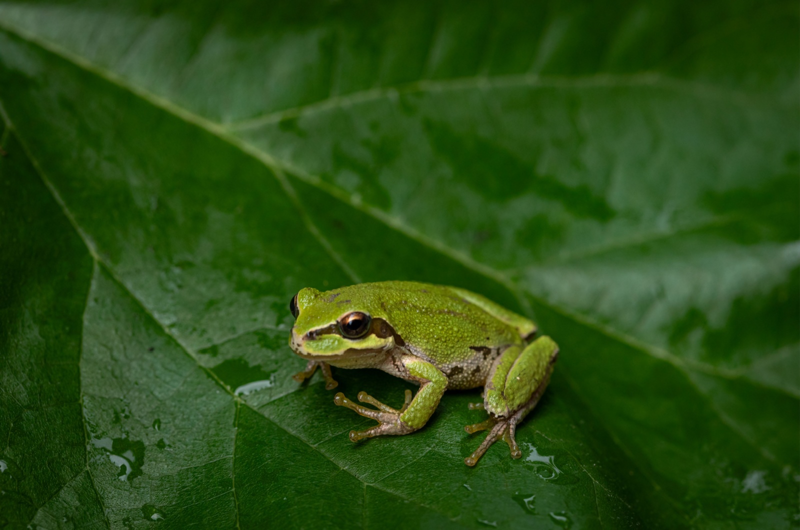 pacific tree frog