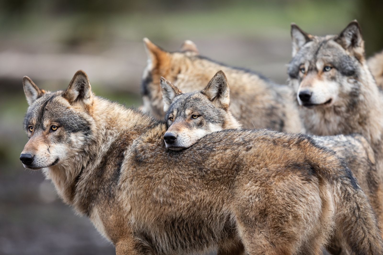 pack of wolves