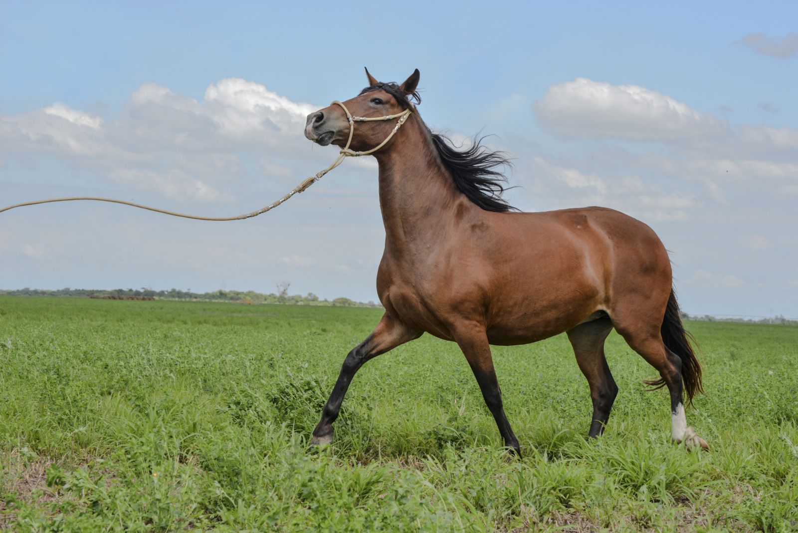 paso fino