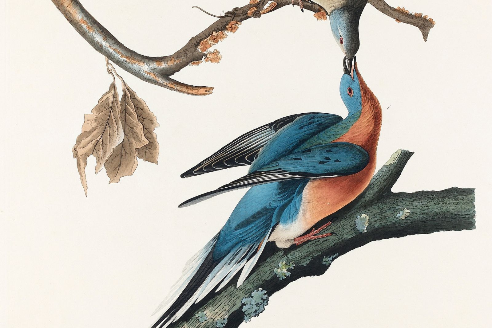 passenger pigeon