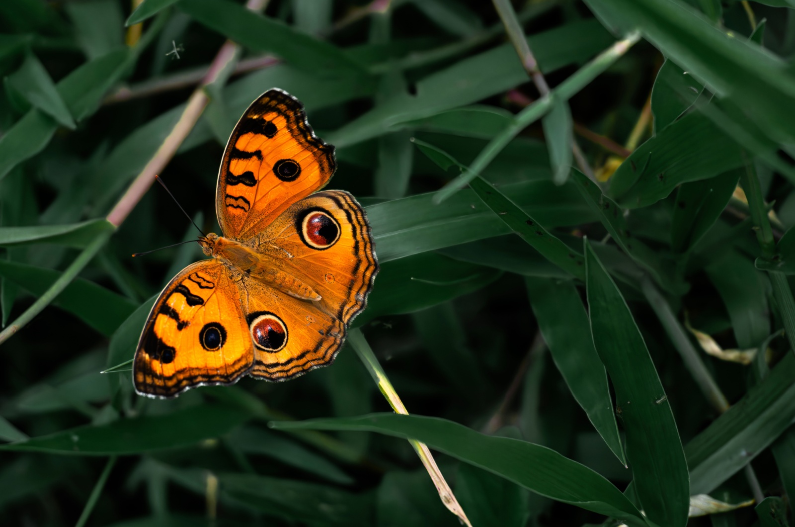 peacock butterfly