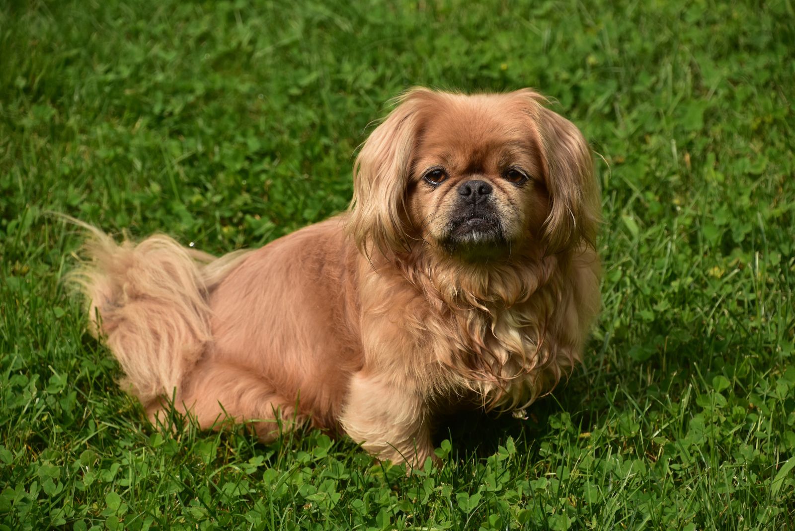 pekingese dog