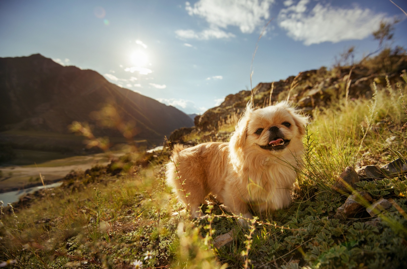 pekingese in meadow