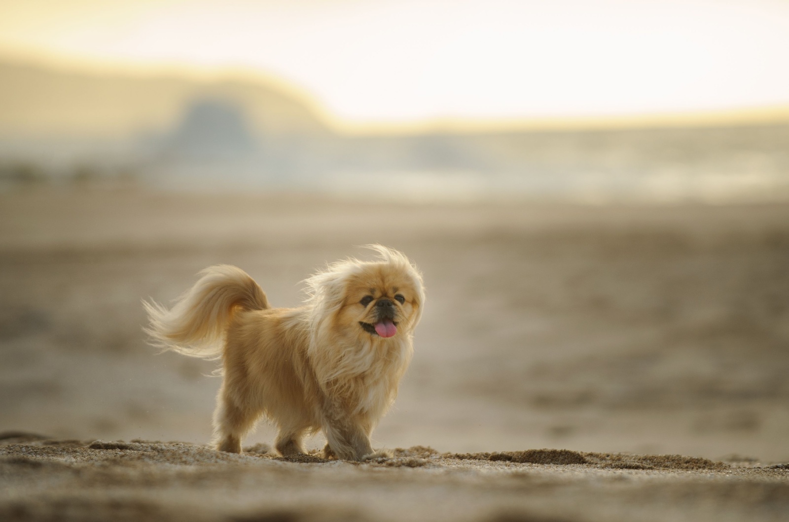 pekingese outdoors