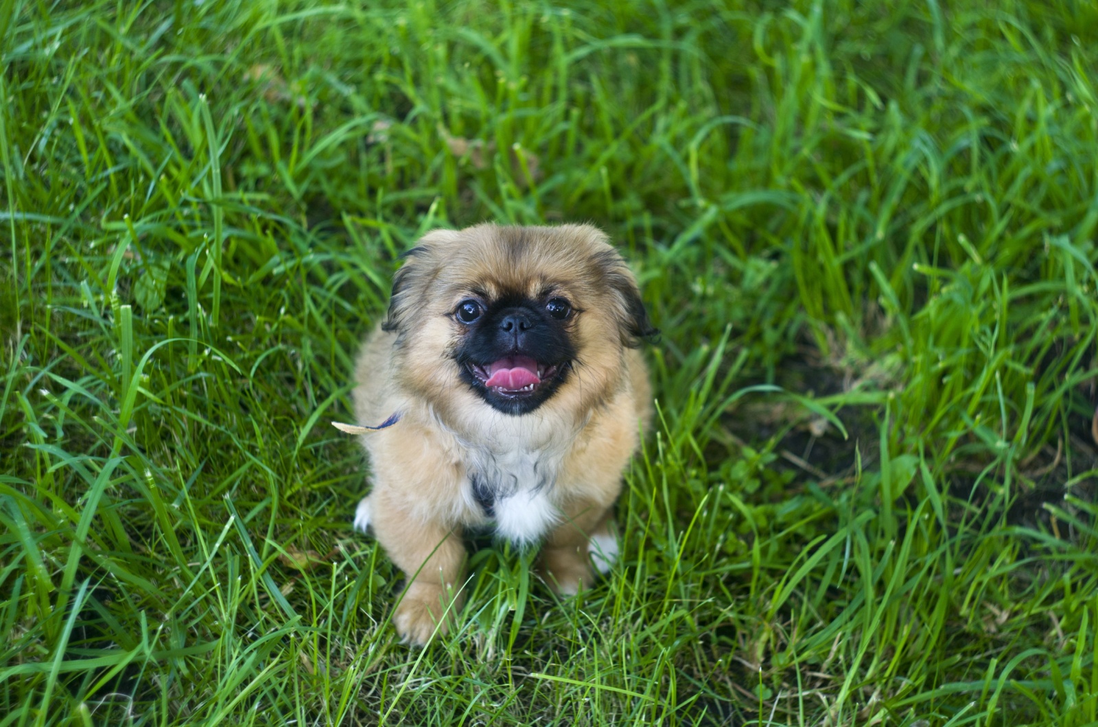 pekingese with Black Muzzle and white marking