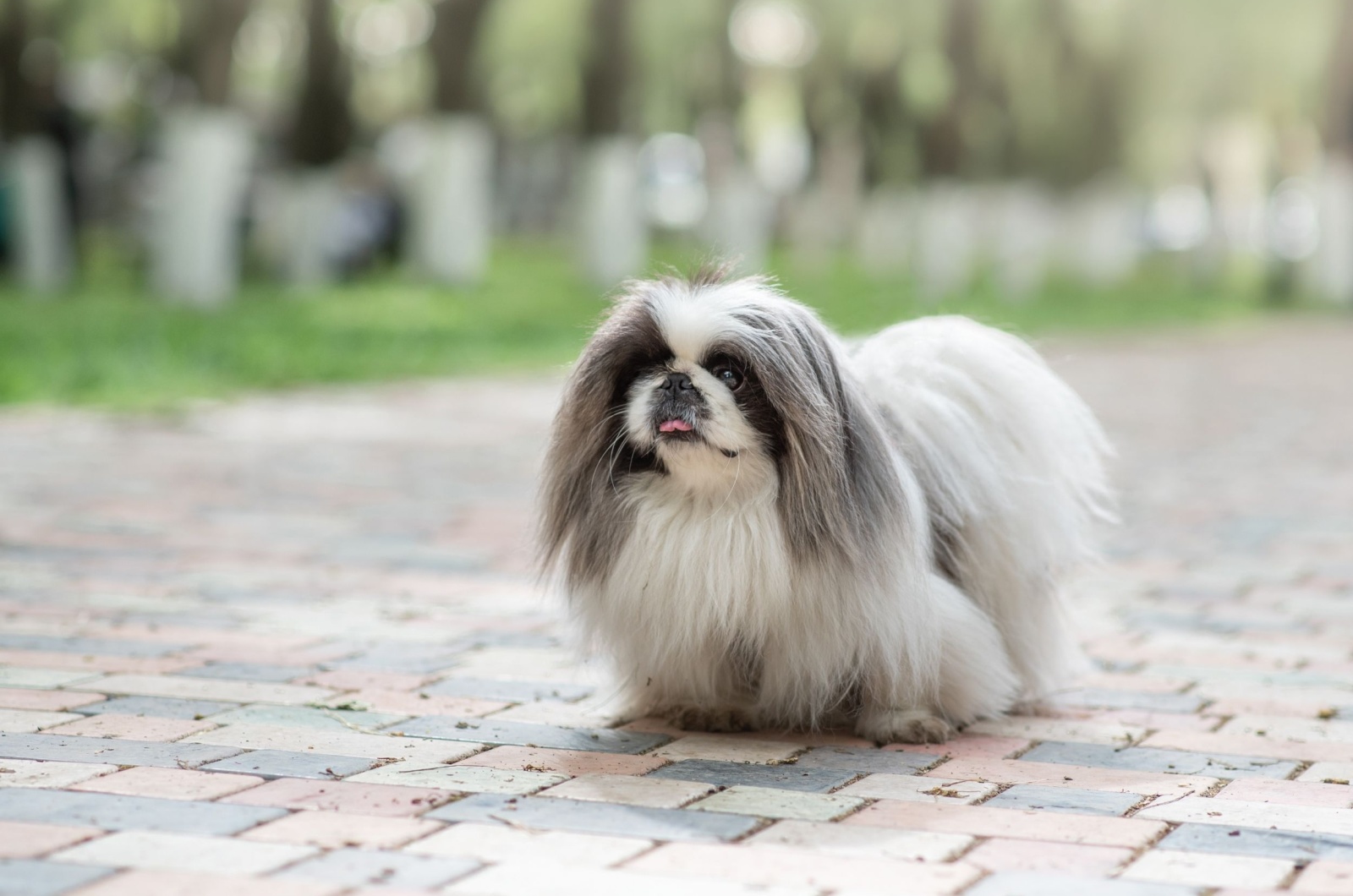 pekingese with Black Muzzle