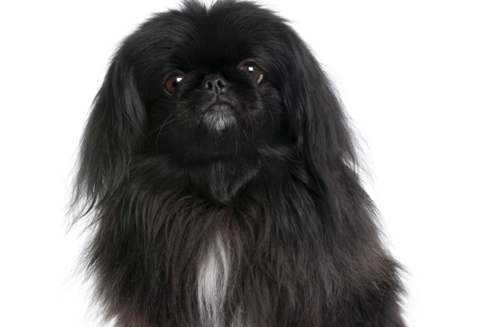 pekingese with black face and white marking