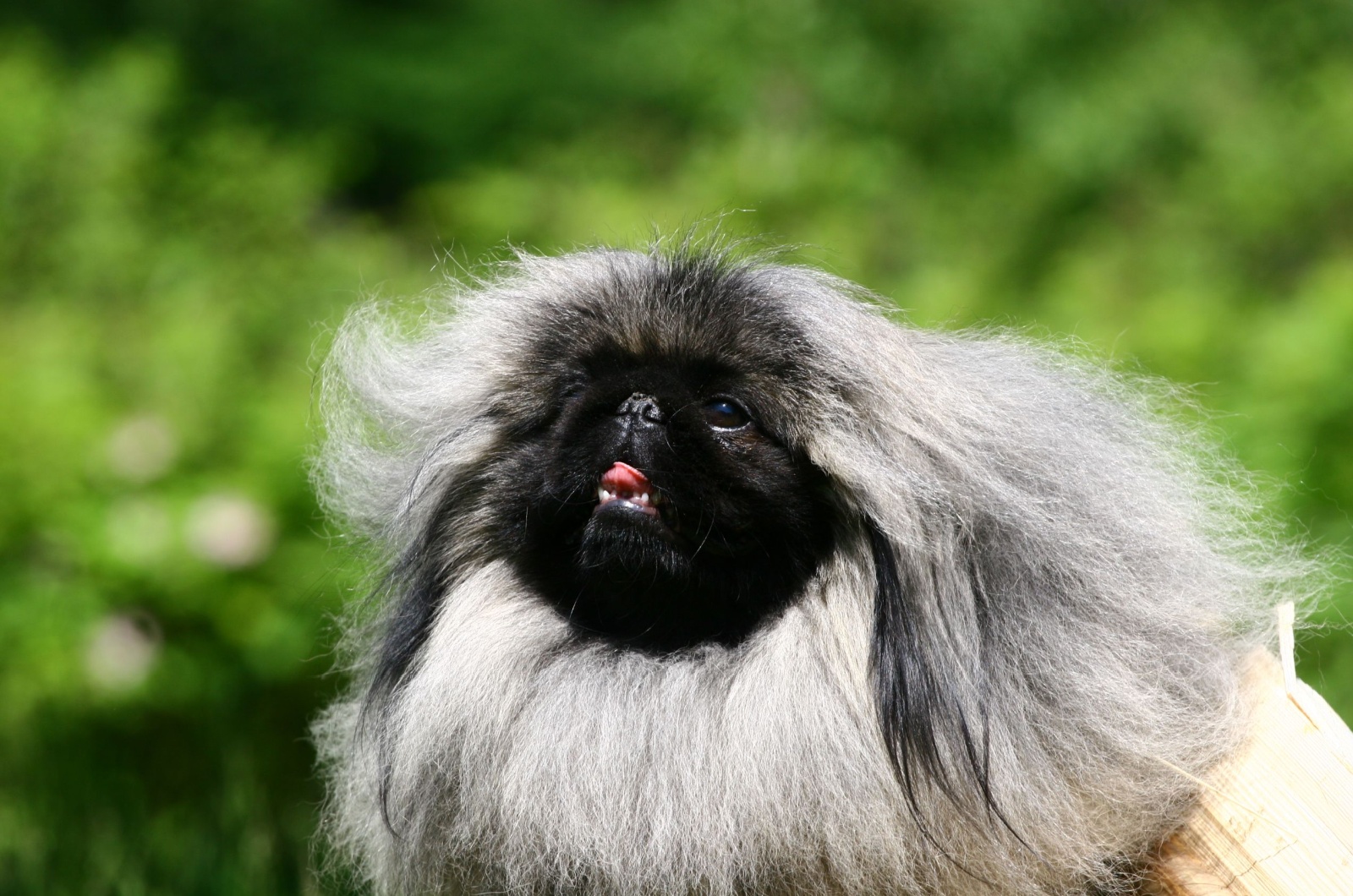 pekingese with black face