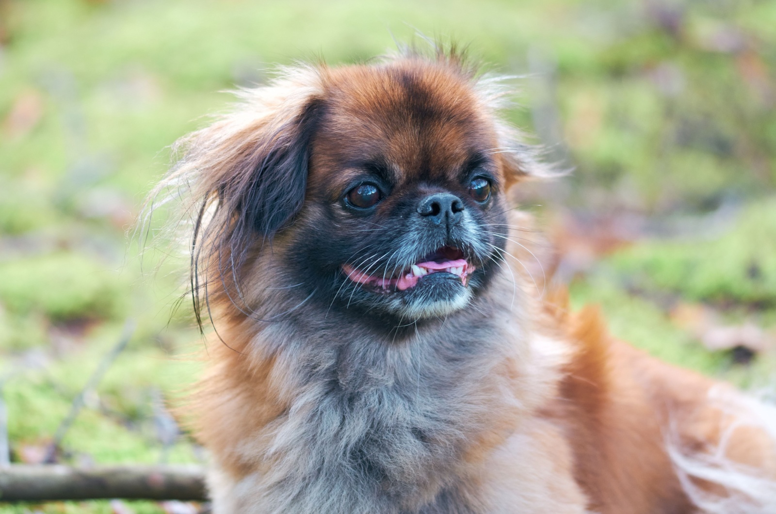 pekingese with black mask