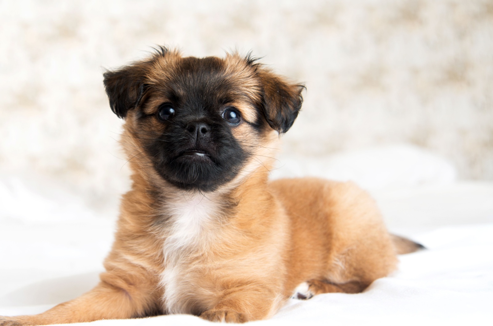 pekingese with white markings