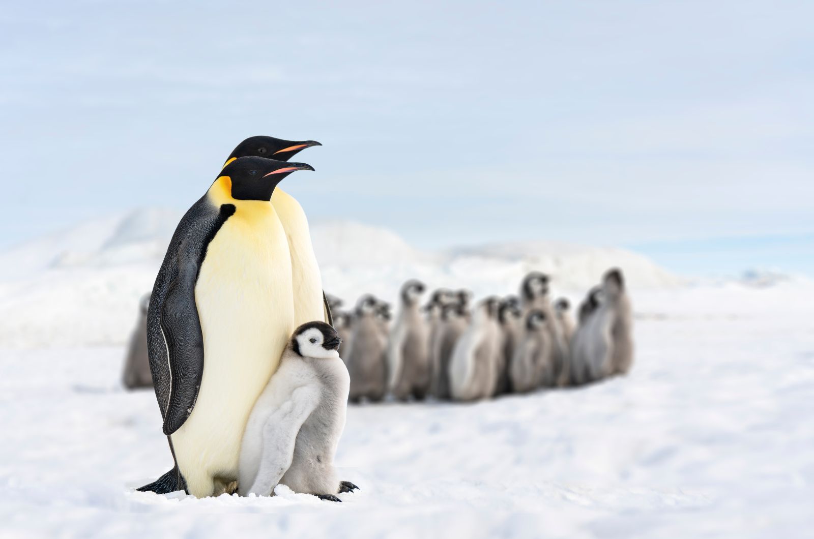 penguin family