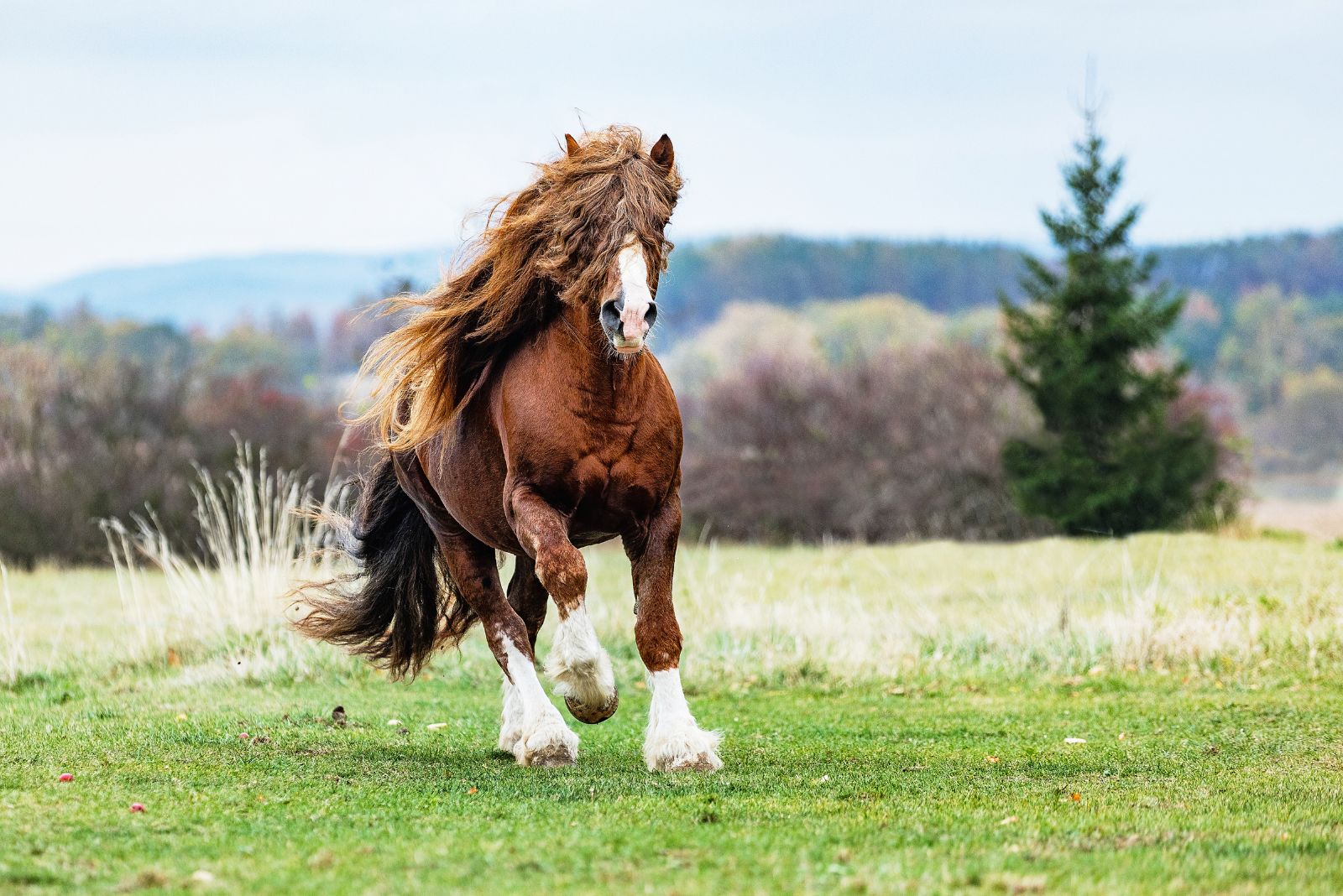 percheron horse