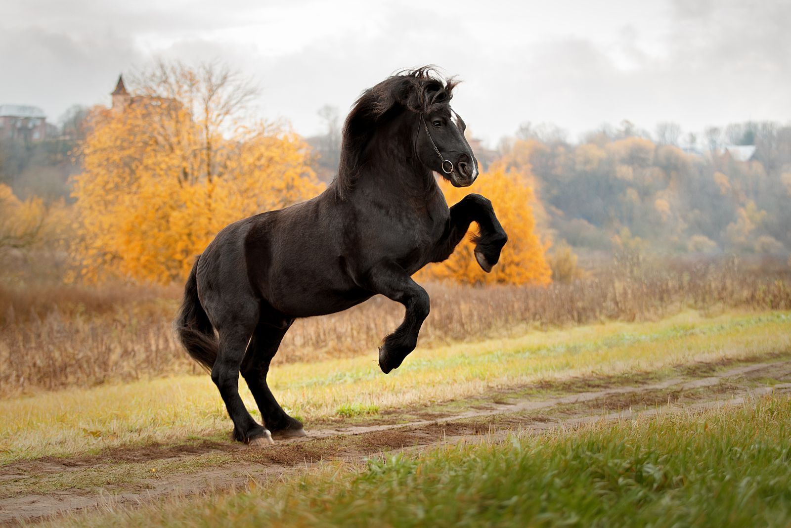 percheron horse