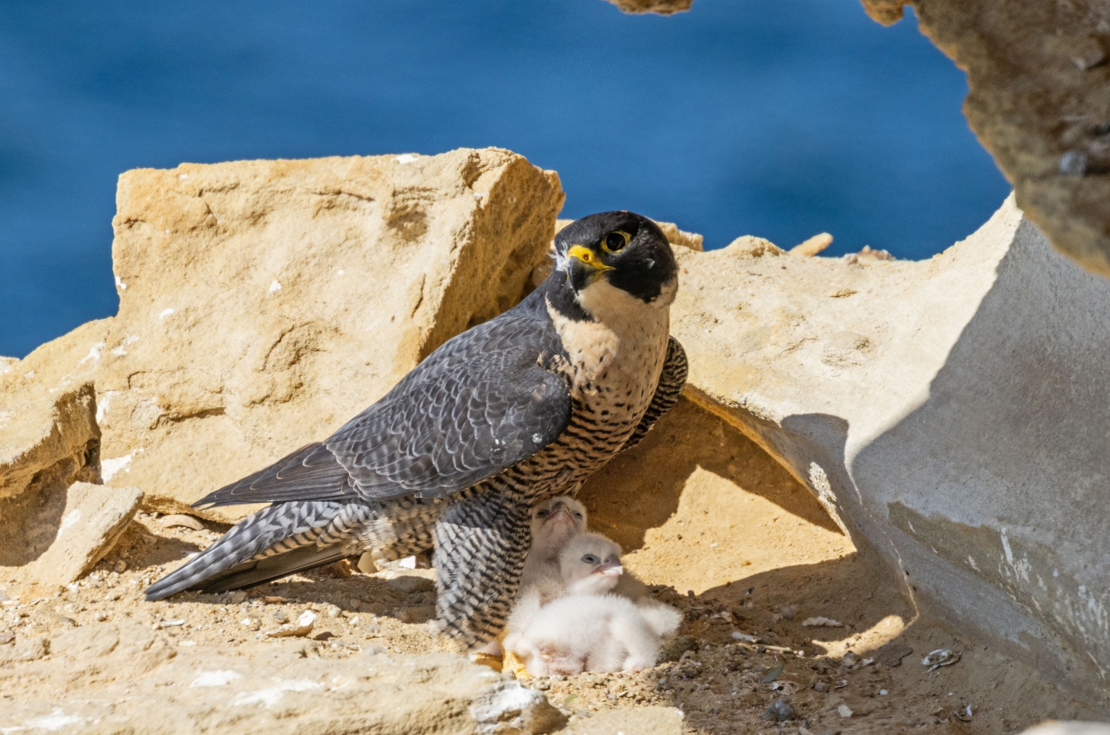 peregrine falcon