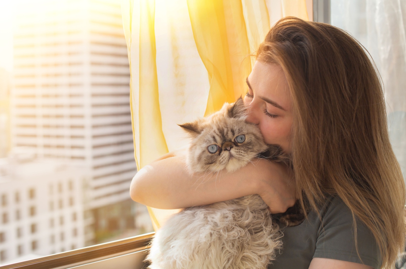 persian cat