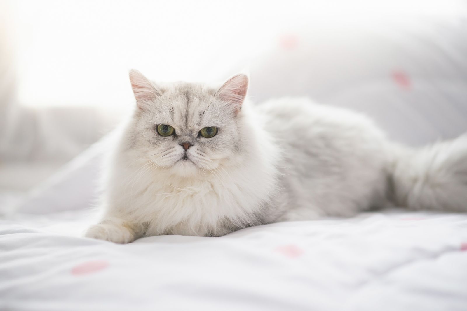 persian cat