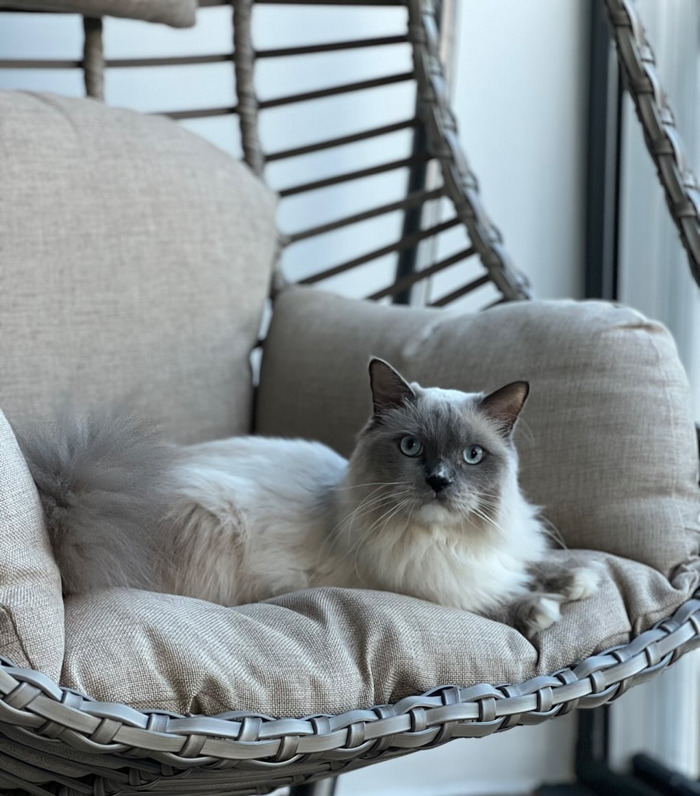 persian ragdoll cat enjoying the hanging chair