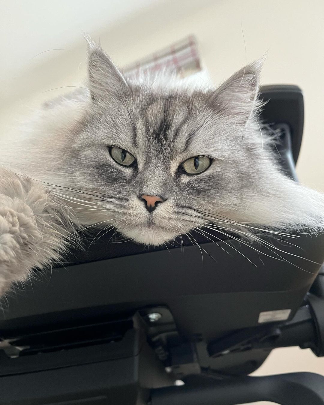 persian ragdoll cat on the chair