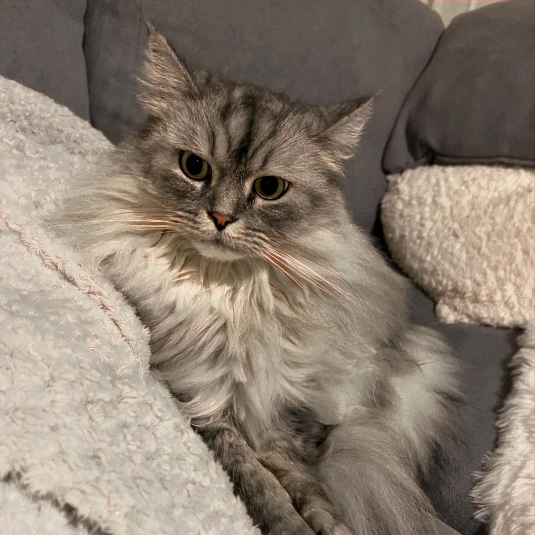 persian ragdoll cat on the couch