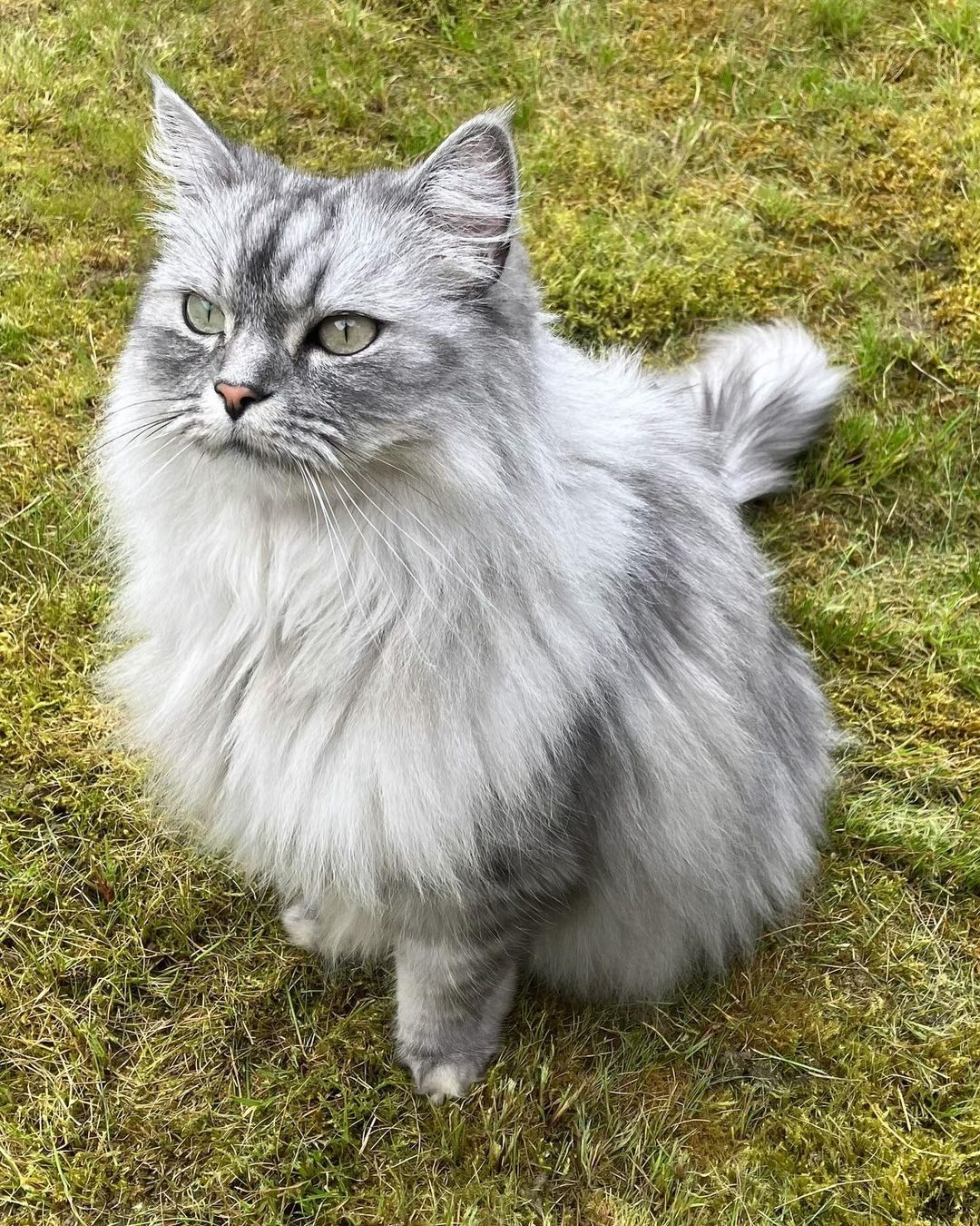 persian ragdoll cat on the grass