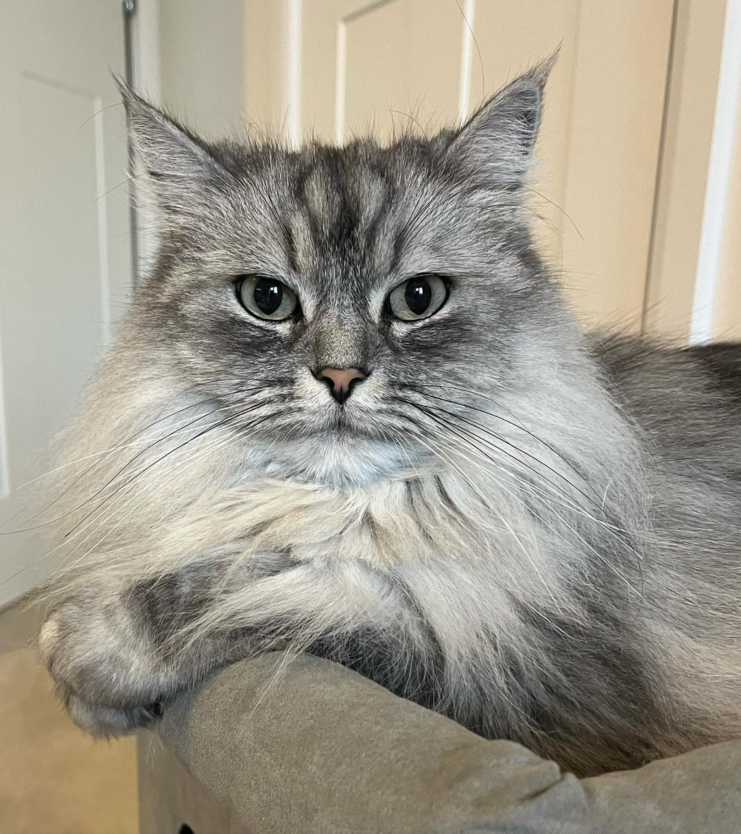 persian ragdoll cat posing