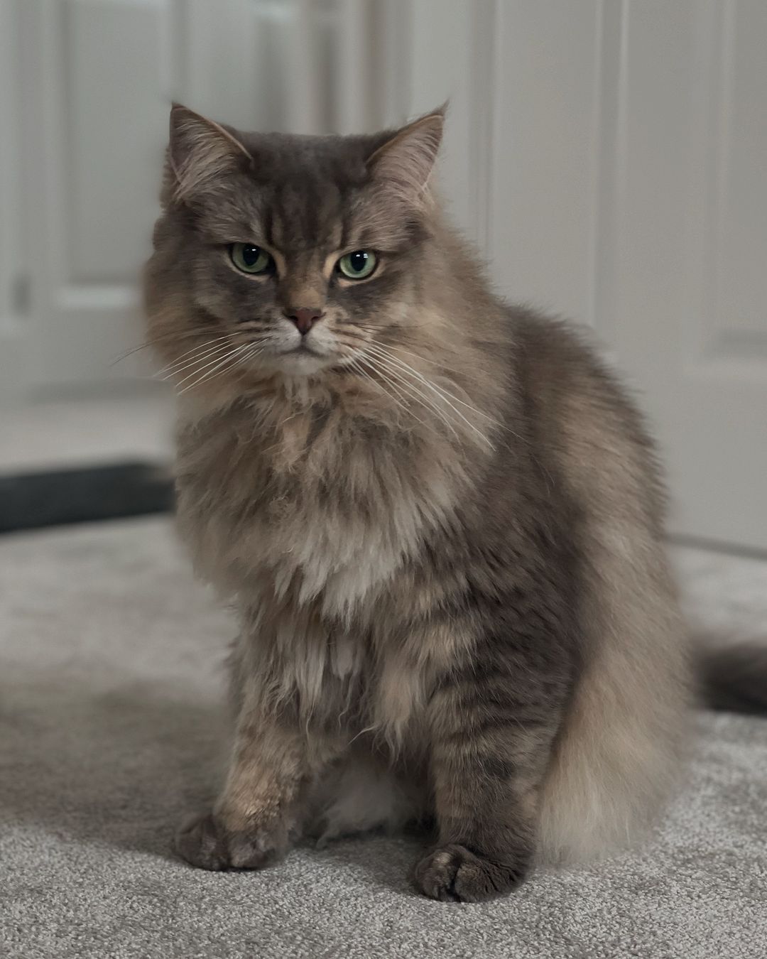 persian ragdoll cat sitting at home