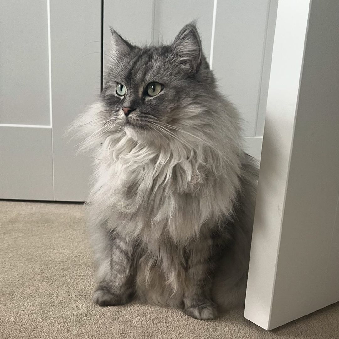 persian ragdoll cat sitting