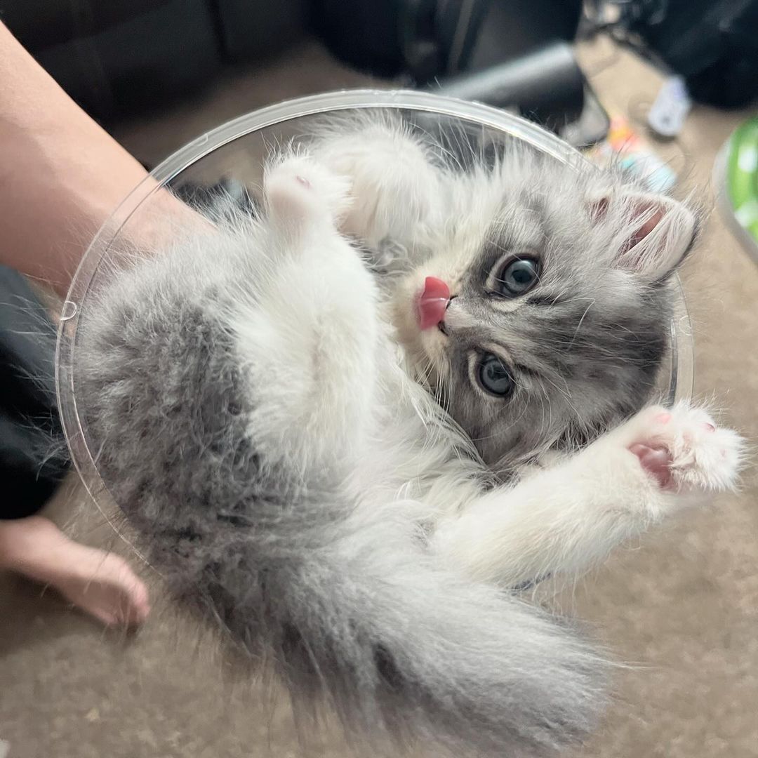 persian ragdoll kitten in a bowl