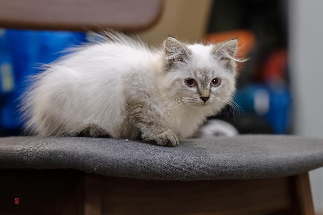 persian ragdoll kitten on the chait