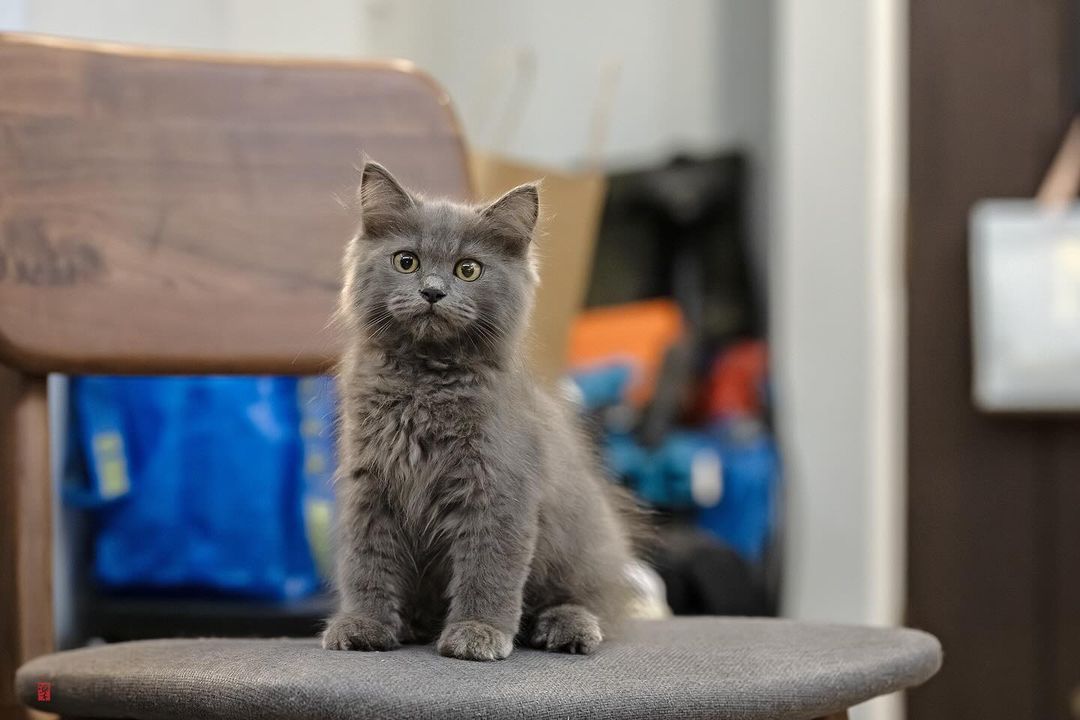 persian ragdoll kitten sitting on the chair