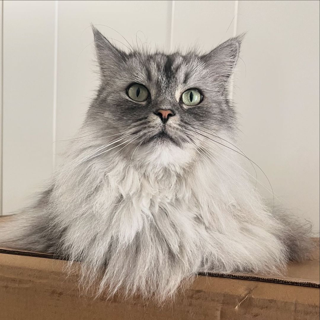 persian ragdoll mix cat on a cardbox