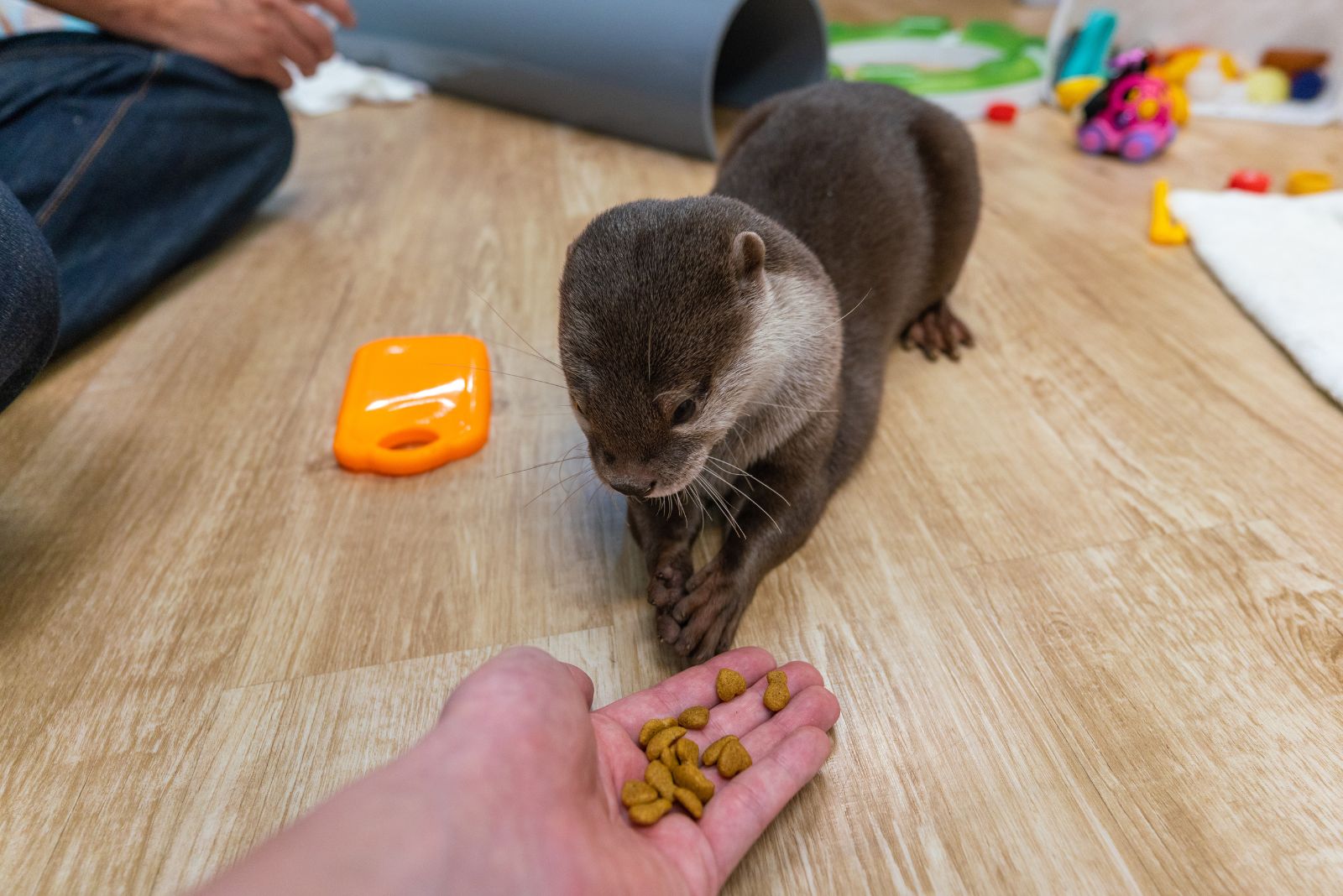 pet otter